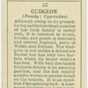 Gudgeon (Family: Cyprinidae).