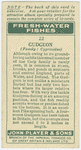 Gudgeon (Family: Cyprinidae).