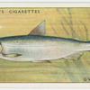 Gwyniad (Family: Salmonidae).