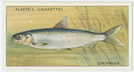 Gwyniad (Family: Salmonidae).