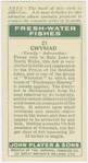 Gwyniad (Family: Salmonidae).
