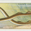 Lamperns or river lampreys (Family: Petromyzonidae).