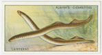 Lamperns or river lampreys (Family: Petromyzonidae).