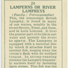 Lamperns or river lampreys (Family: Petromyzonidae).