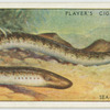 Sea-lamprey (Family: Petromyzonidae).