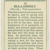 Sea-lamprey (Family: Petromyzonidae).