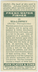 Sea-lamprey (Family: Petromyzonidae).