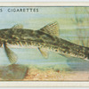 Loach (Family: Cobitidae).