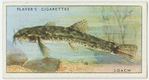 Loach (Family: Cobitidae).