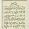 Loach (Family: Cobitidae).