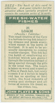 Loach (Family: Cobitidae).