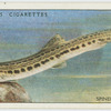 Spined loach (Family: Cabitidae).