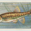 Minnow (Family: Cyprinidae).
