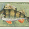Perch (Family: Percidae).