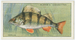 Perch (Family: Percidae).