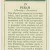 Perch (Family: Percidae).