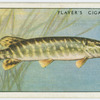 Pike (Family: Esocidae).