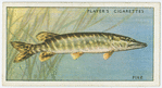Pike (Family: Esocidae).