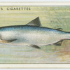 Pollan (Family: Salmonidae).