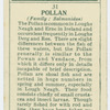 Pollan (Family: Salmonidae).