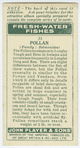 Pollan (Family: Salmonidae).