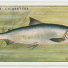 Powan (Family: Salmonidae).