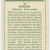 Powan (Family: Salmonidae).