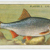 Roach (Family: Cyprinidae).