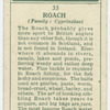 Roach (Family: Cyprinidae).