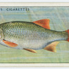 Rudd (Family: Cyprinidae).