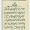 Rudd (Family: Cyprinidae).