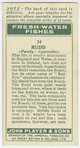 Rudd (Family: Cyprinidae).