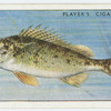 Ruffe or pope (Family: Percidae).