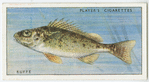 Ruffe or pope (Family: Percidae).