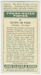 Ruffe or pope (Family: Percidae).