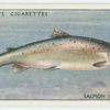 Salmon (Female) (Family: Salmonidae).