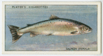 Salmon (Female) (Family: Salmonidae).