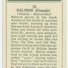 Salmon (Female) (Family: Salmonidae).