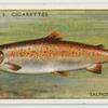 Salmon (Male) (Family: Salmonidae).