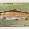 Salmon (Male) (Family: Salmonidae).
