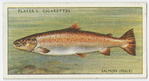 Salmon (Male) (Family: Salmonidae).
