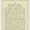 Salmon (Male) (Family: Salmonidae).