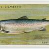 Sea-trout (Family: Salmonidae).