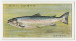 Sea-trout (Family: Salmonidae).
