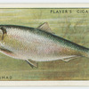 Allis shad or ale-wife (Family: Clupeidae).