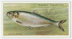 Allis shad or ale-wife (Family: Clupeidae).
