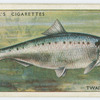 Twaite shad (Family: Clupeidae).