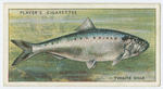 Twaite shad (Family: Clupeidae).