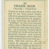 Twaite shad (Family: Clupeidae).