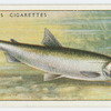 Smelt (Family: Salmonidae).
